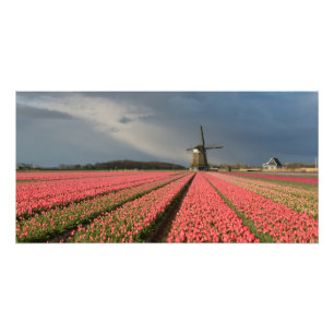 Windmill with pink tulips in spring photo print