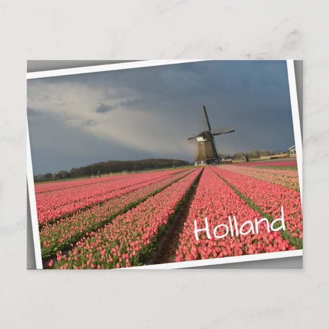 Windmill with pink tulips in spring postcard (Front)
