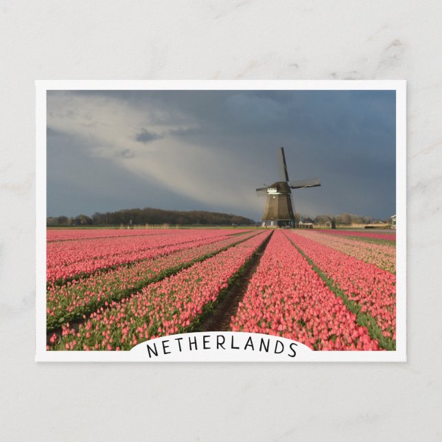 Windmill with pink tulips in spring postcard (Front)