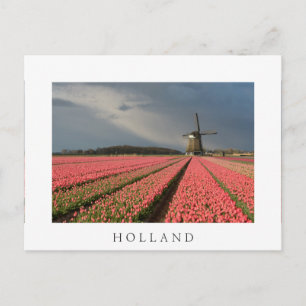 Windmill with pink tulips in spring postcard