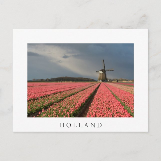 Windmill with pink tulips in spring postcard (Front)