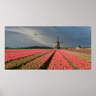 Windmill with pink tulips in spring poster