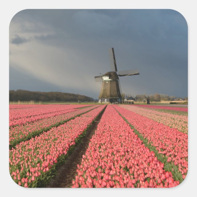 Windmill with pink tulips in spring square sticker (Front)