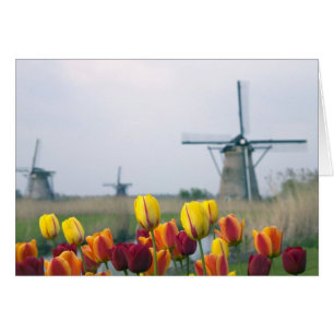 Windmills and tulips along the canal in