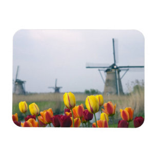 Windmills and tulips along the canal in magnet