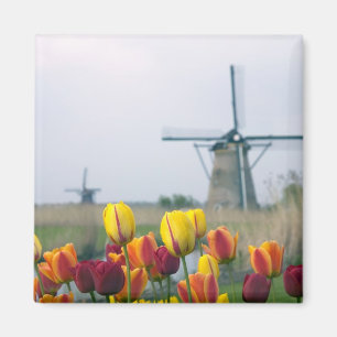 Windmills and tulips along the canal in magnet