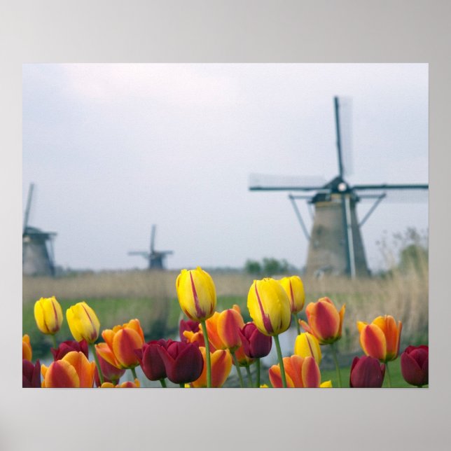Windmills and tulips along the canal in poster (Front)