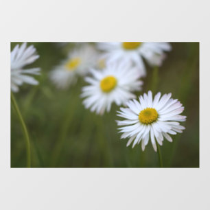 Window Cling - Daisies Flower Nature Photography