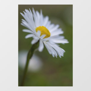 Window Cling - Daisy Floral Nature Photography
