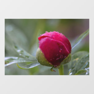 Window Cling - Peony Flower Bud After The Rain