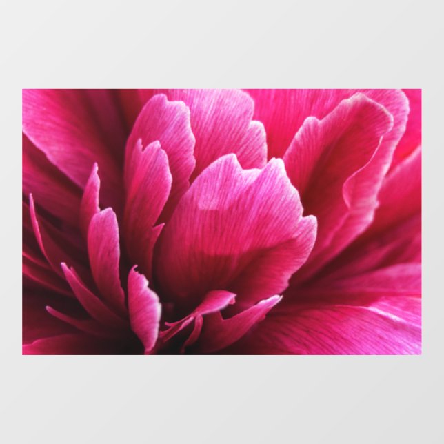 Window Cling - Pink Peony Flower Petals (Sheet)
