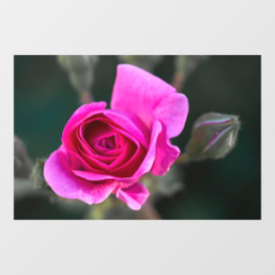 Window Cling - Pink Rose And Buds Photograph