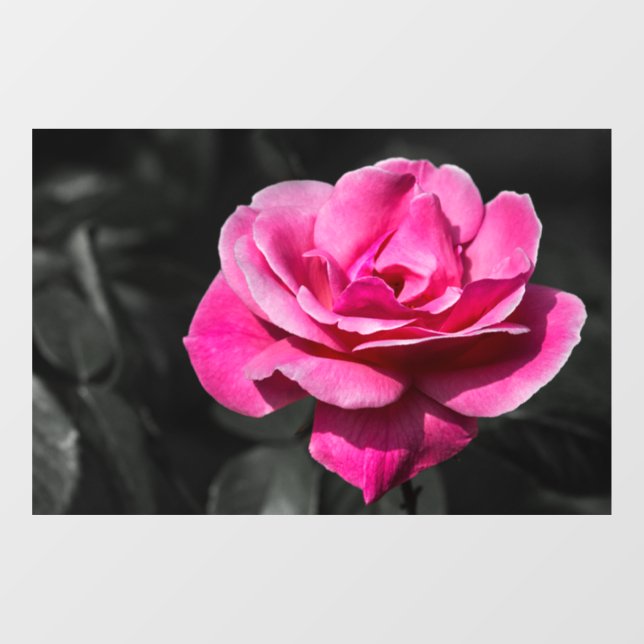 Window Cling - Pink Rose Eleganace (Sheet)