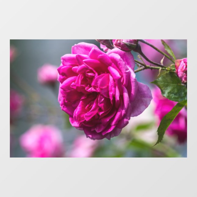 Window Cling - Pink Rose Photography (Sheet)