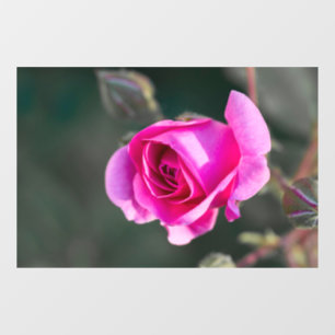 Window Cling - Rose And Buds Photograph