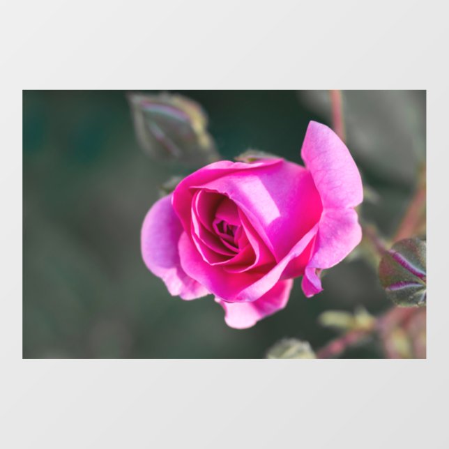 Window Cling - Rose And Buds Photograph (Sheet)