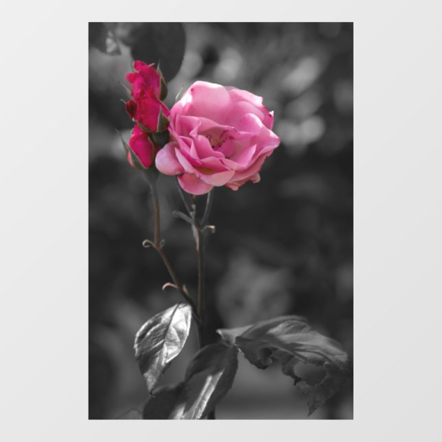 Window Cling - Rose Shades of Devotion (Sheet)