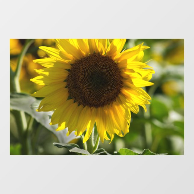 Window Cling - Sunflower Isolated In Field (Sheet)