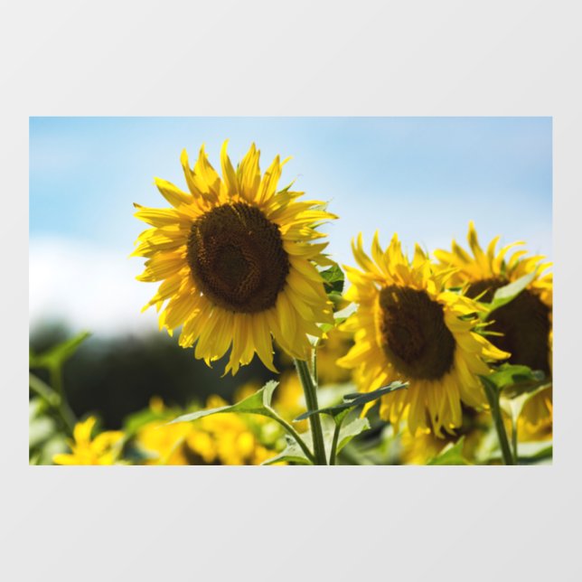 Window Cling - Sunflowers Summer Radiance (Sheet)