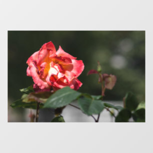Window Cling - The Withering Rose