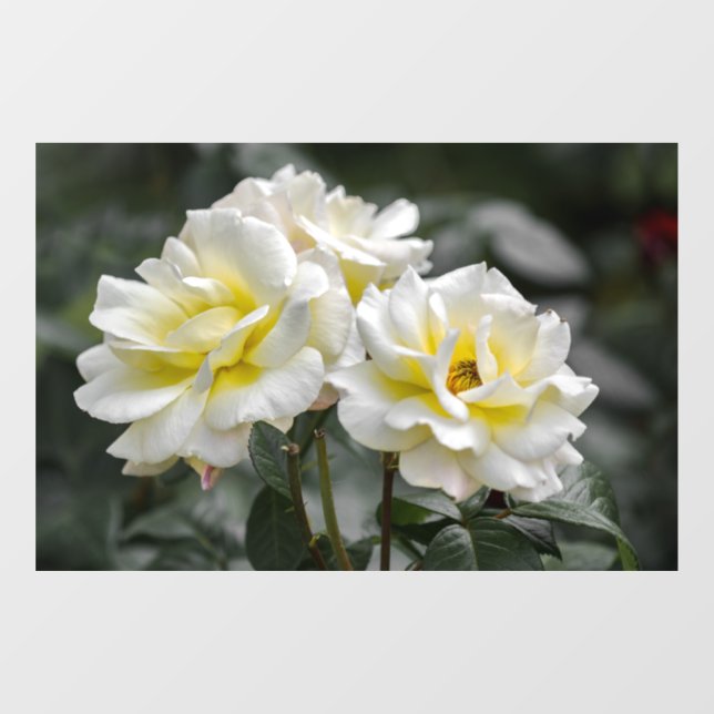 Window Cling - White Rose Photography (Sheet)