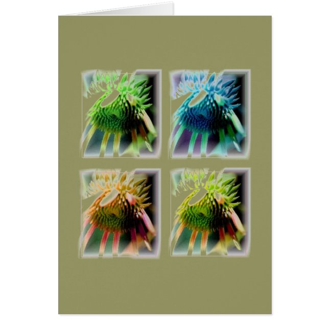 Windows of Echinecea Growth (Front)