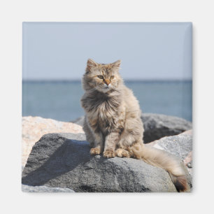 Windswept Cat by the Sea Cute Photo Magnet