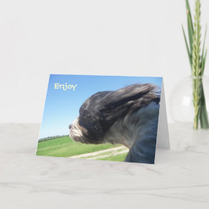 Windswept dog birthday card