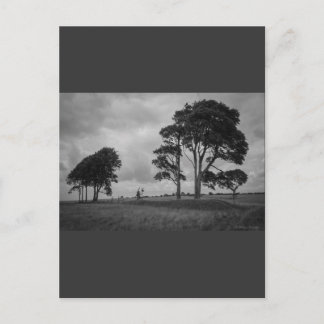 Windswept Trees Postcard