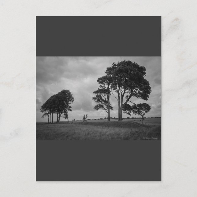 Windswept Trees Postcard (Front)