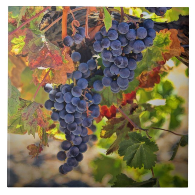 Wine Grape and Autumn Vines Vineyard Art Ceramic Tile (Front)