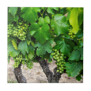 Wine Grapes Growing, France Ceramic Tile