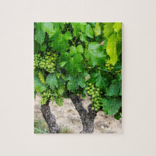 Wine Grapes Growing, France Jigsaw Puzzle