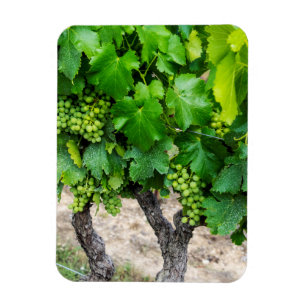 Wine Grapes Growing, France Magnet