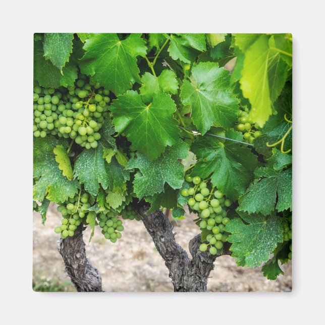 Wine Grapes Growing, France Magnet (Front)