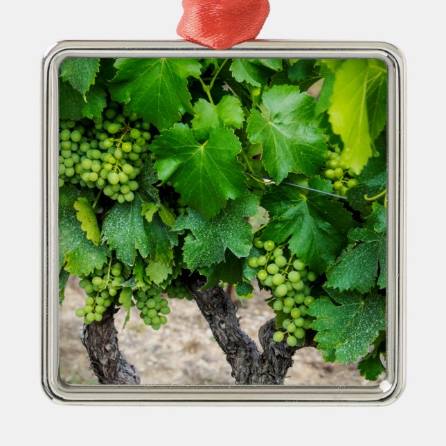 Wine Grapes Growing, France Metal Ornament (Front)