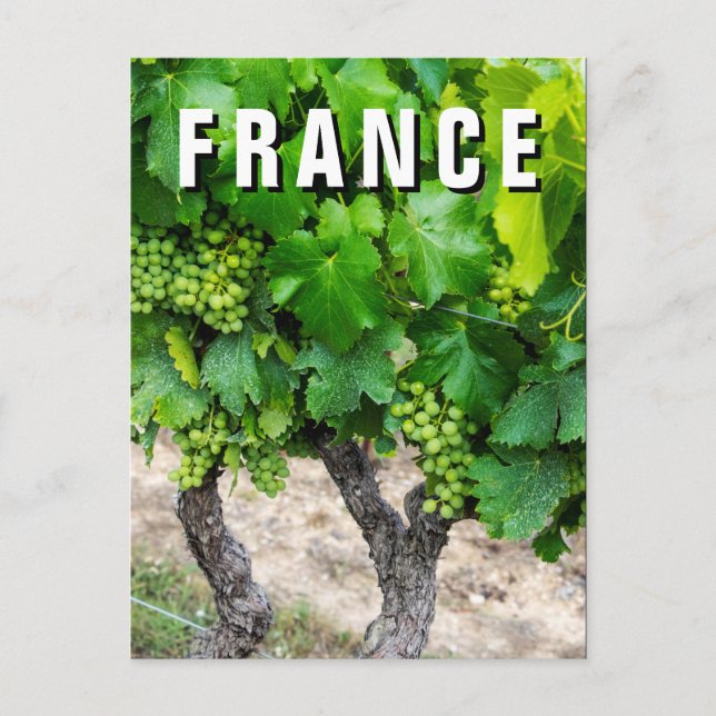 Wine Grapes Growing, France Postcard (Front)