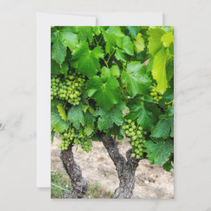 Wine Grapes Growing, France Thank You Card