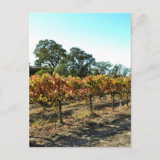 Wine Grapes in Mendocino County, California Postcard