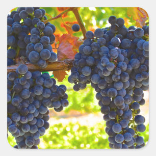 Wine grapes square sticker