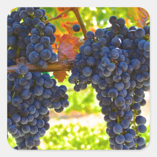 Wine grapes square sticker