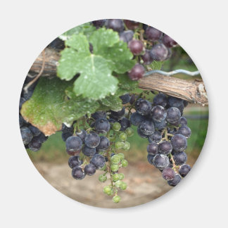Wine on the Vine Magnet