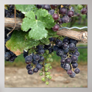 Wine on the Vine Poster