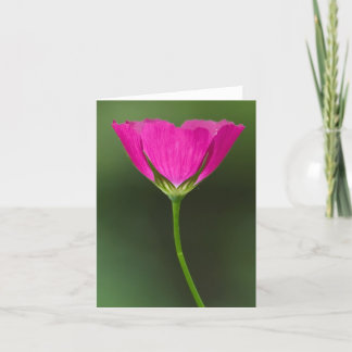 Winecup Wildflower Notecards