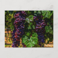 Winery Grapevine sunny tuscany vineyard grapes