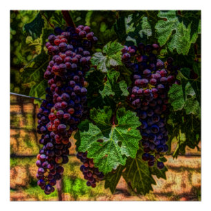 Winery Grapevine sunny tuscany vineyard grapes Poster