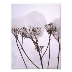 Winetr, Plants in the snow Professional Photo Print