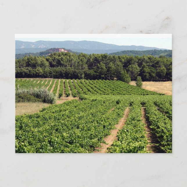 Wineyard in France Postcard (Front)