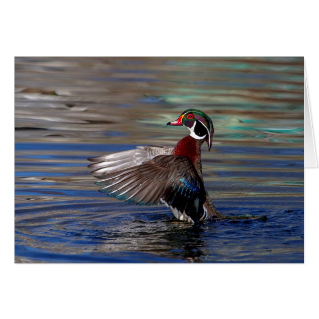 Wing Flapping Wood Duck (Front Horizontal)