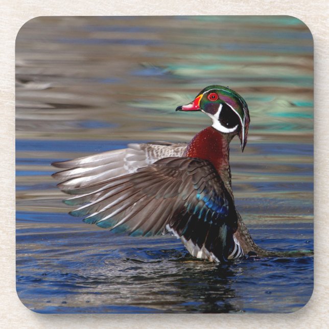 Wing Flapping Wood Duck Coaster (Front)